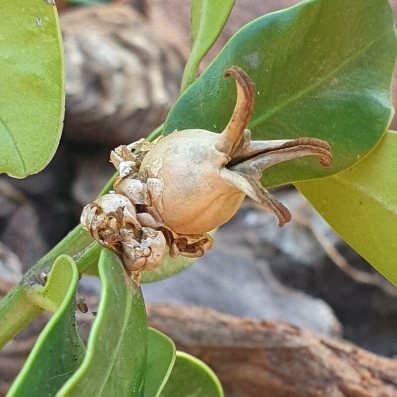 Buxus balearica fruit