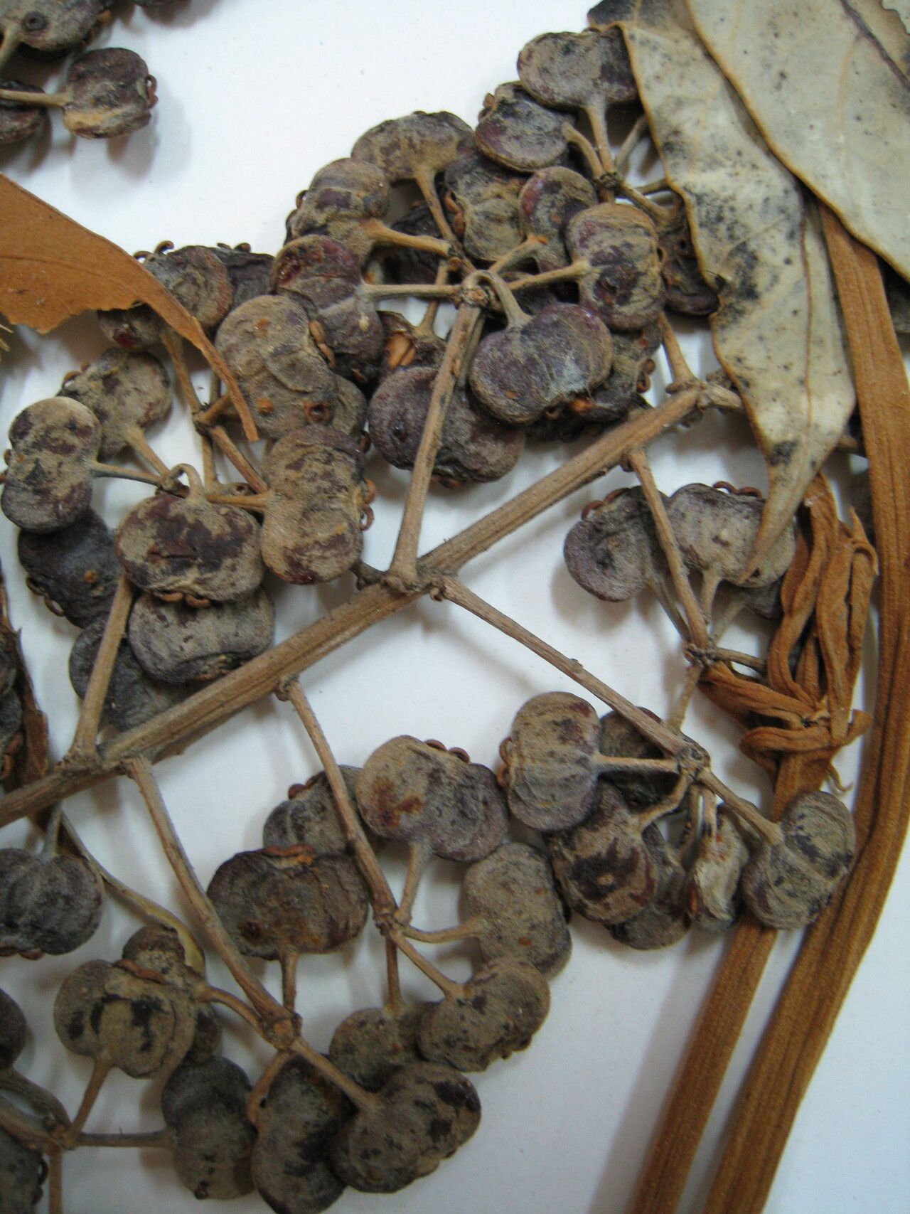 Schefflera morototoni other