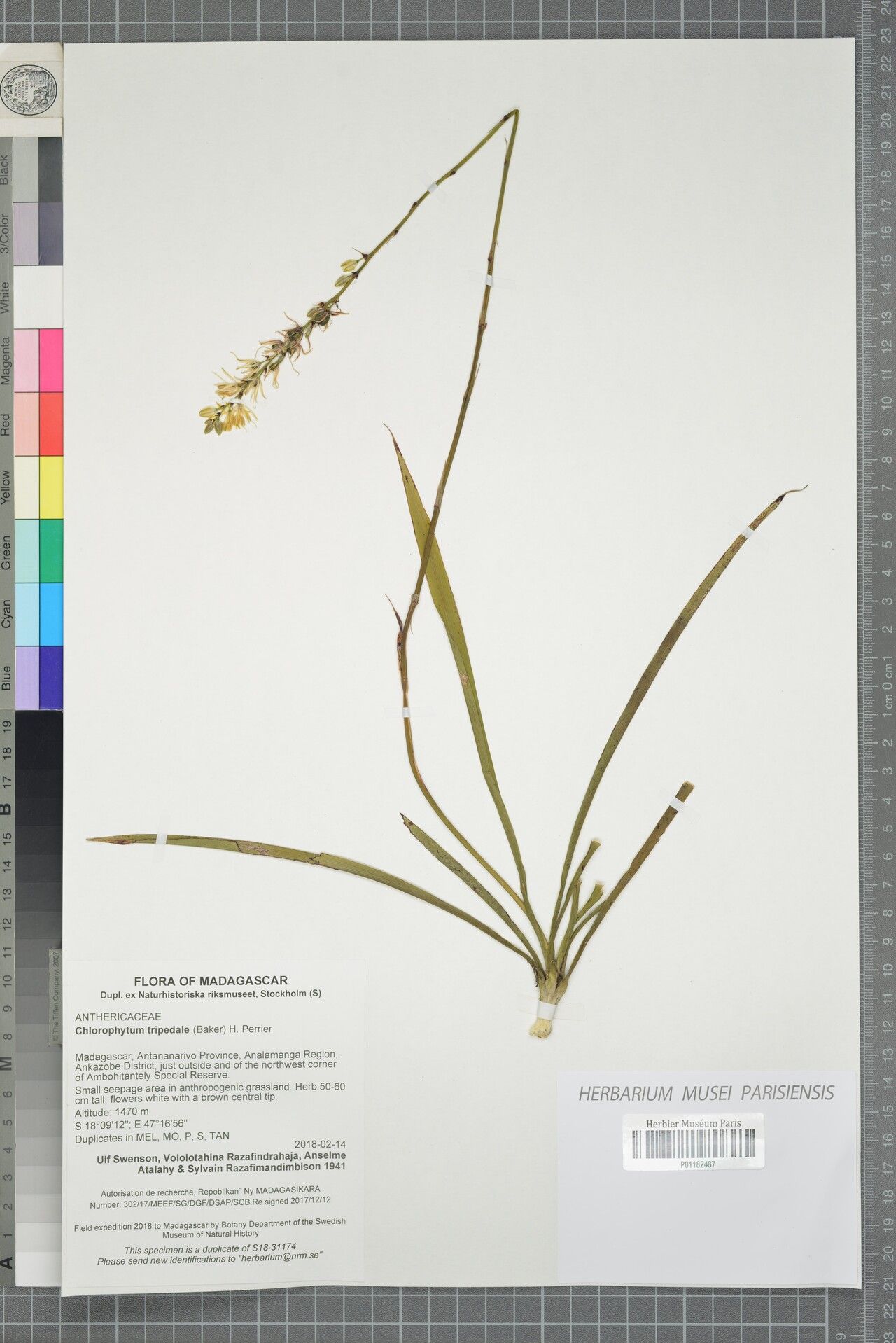 Chlorophytum decipiens — search result for 'Chlorophytum'