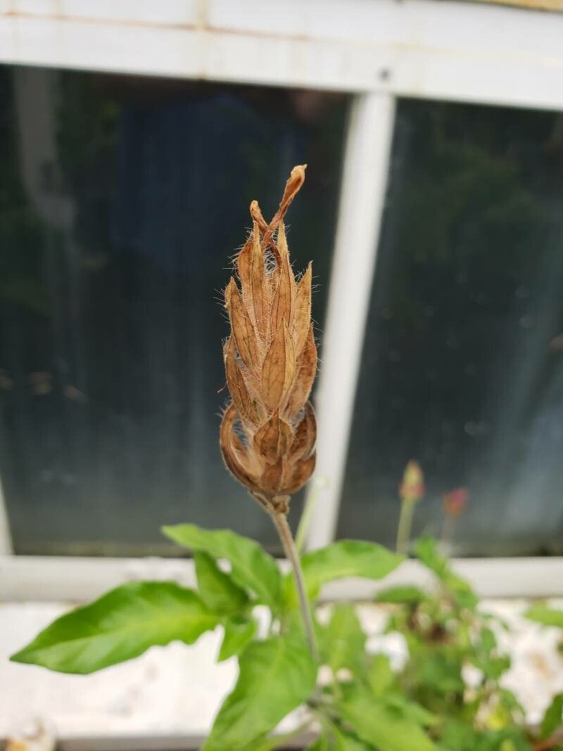 Crossandra nilotica fruit