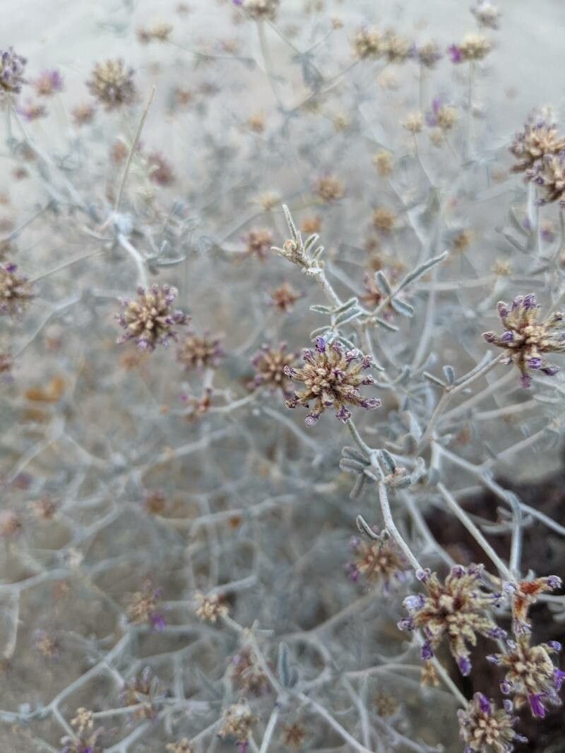 Astragalus magdalenae fruit