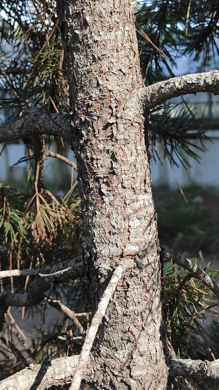Pinus edulis bark
