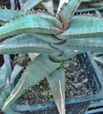 Aloe inexpectata — houseplant care guide