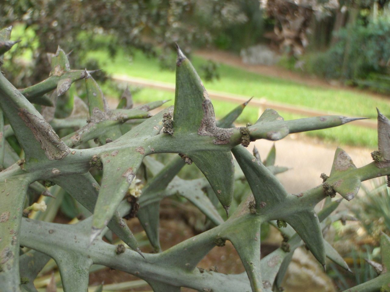 Colletia cruciata bark