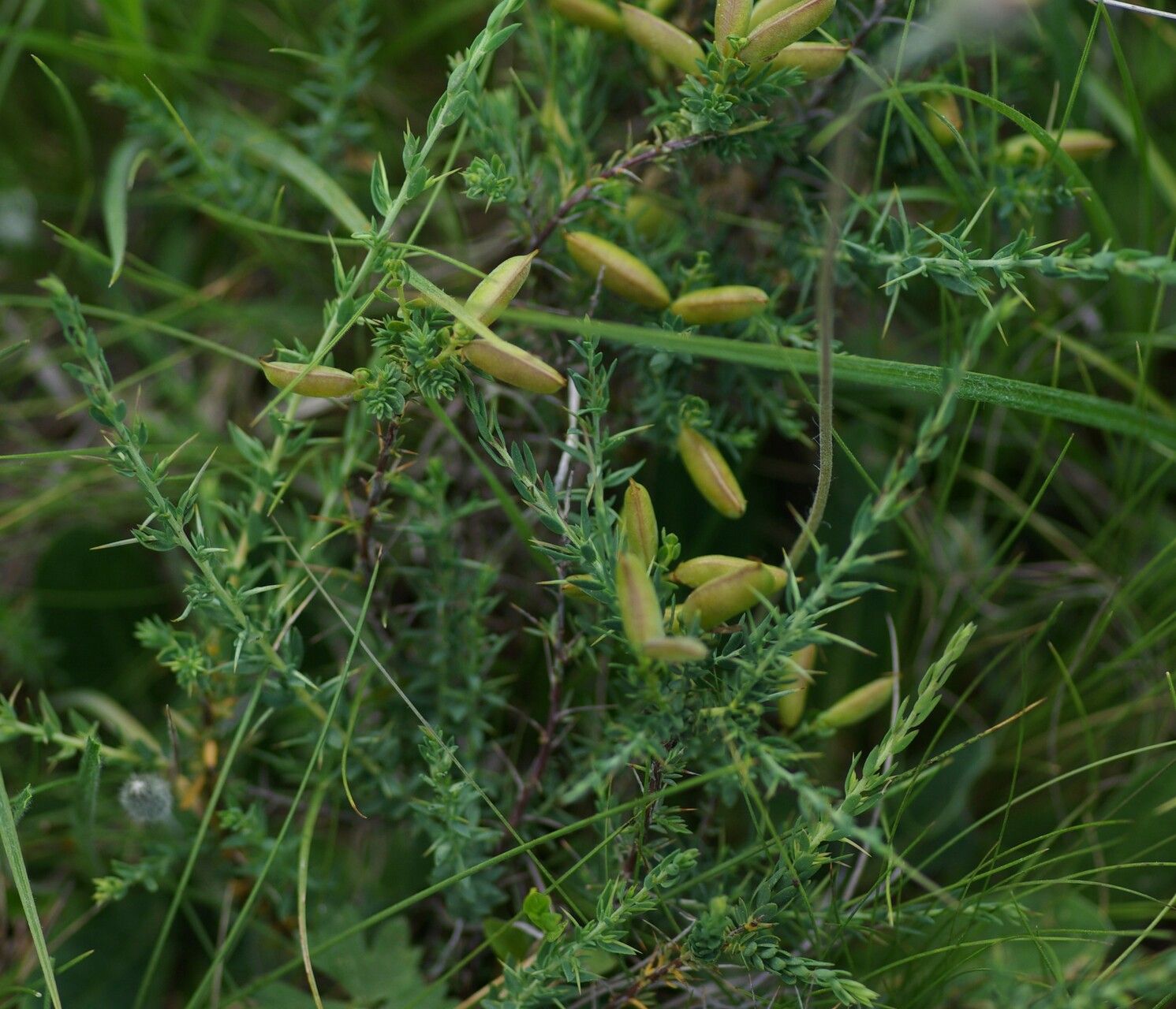 Genista anglica fruit