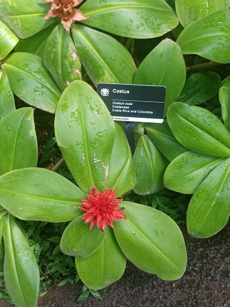 Costus osae — search result for 'Costus'