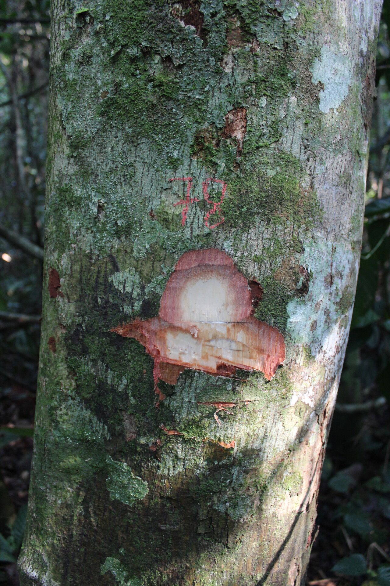Nesogordonia kabingaensis bark