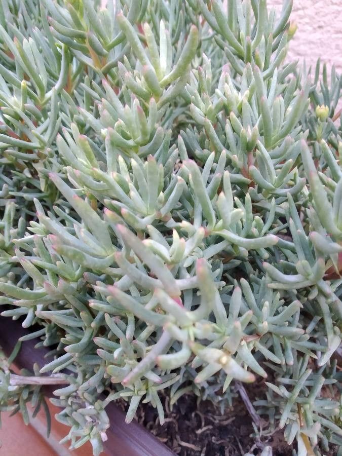 Lampranthus multiseriatus — houseplant care guide