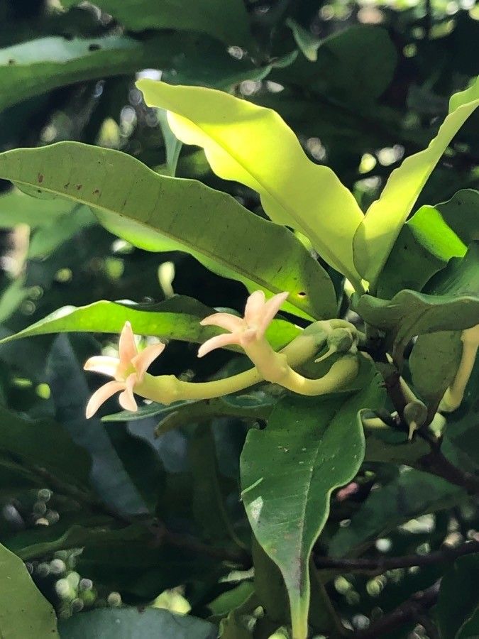 Lacmellea edulis flower