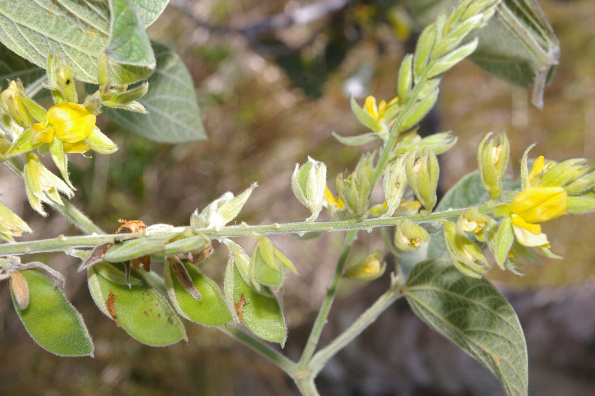 Rhynchosia reticulata flower