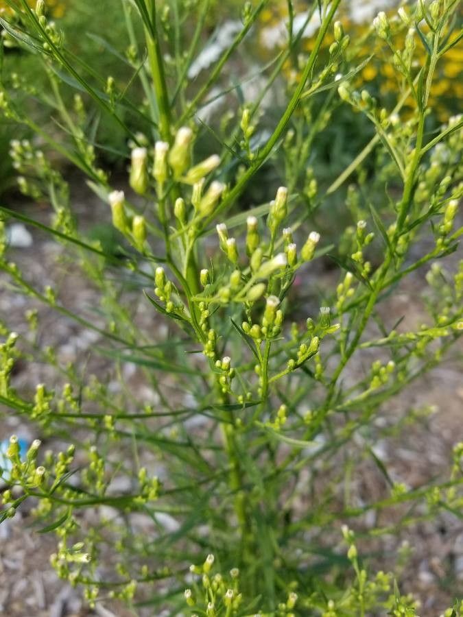 Adenostoma sparsifolium leaf