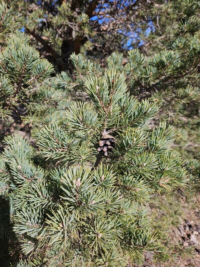 Pinus × rhaetica — houseplant care guide
