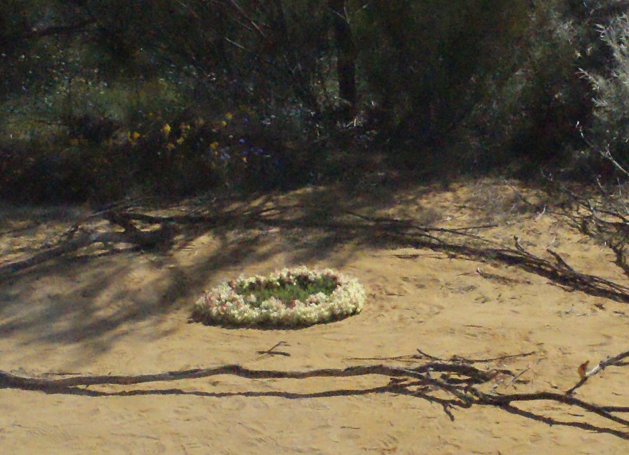 Lechenaultia macrantha habit