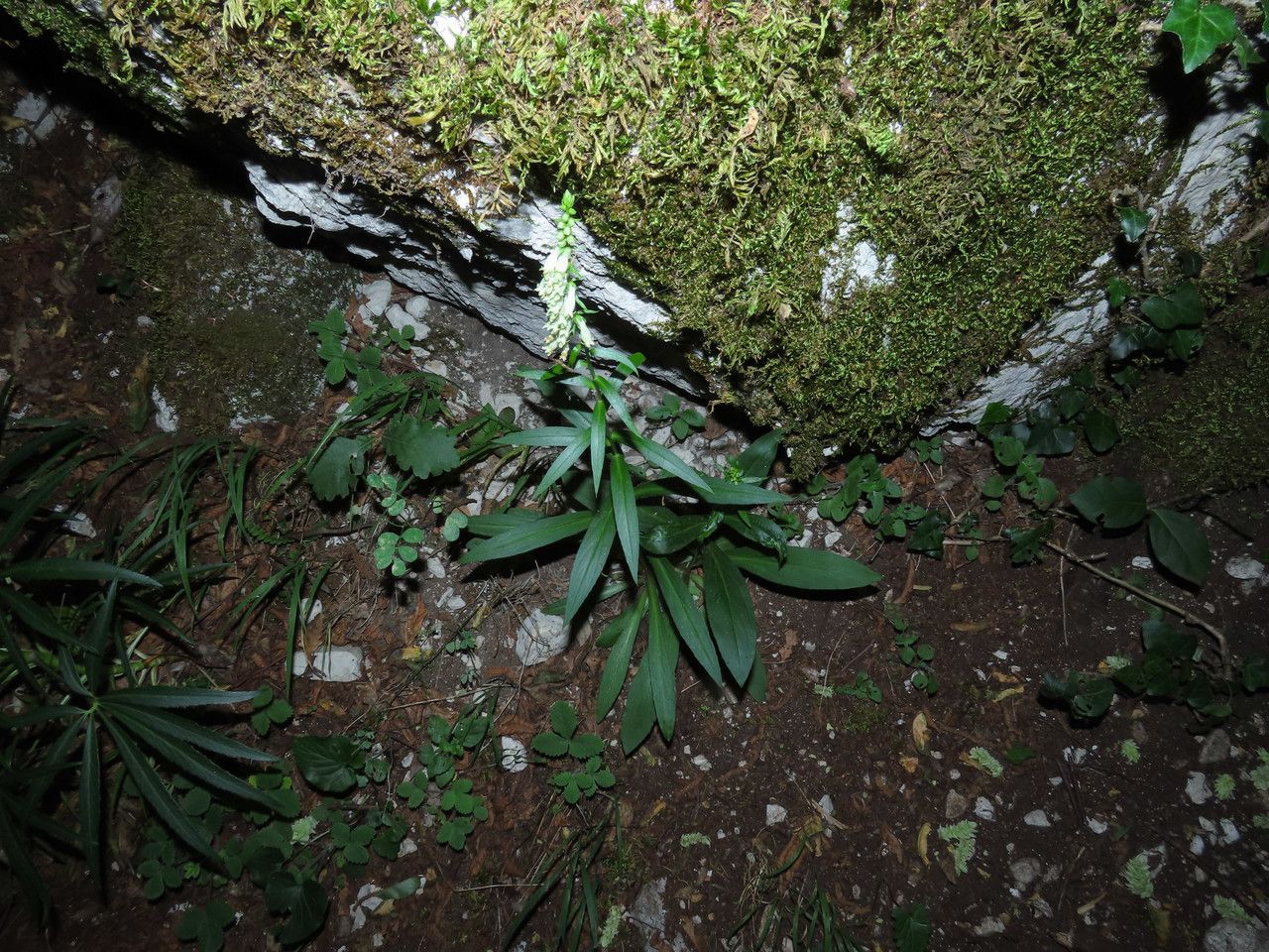 Digitalis micrantha habit
