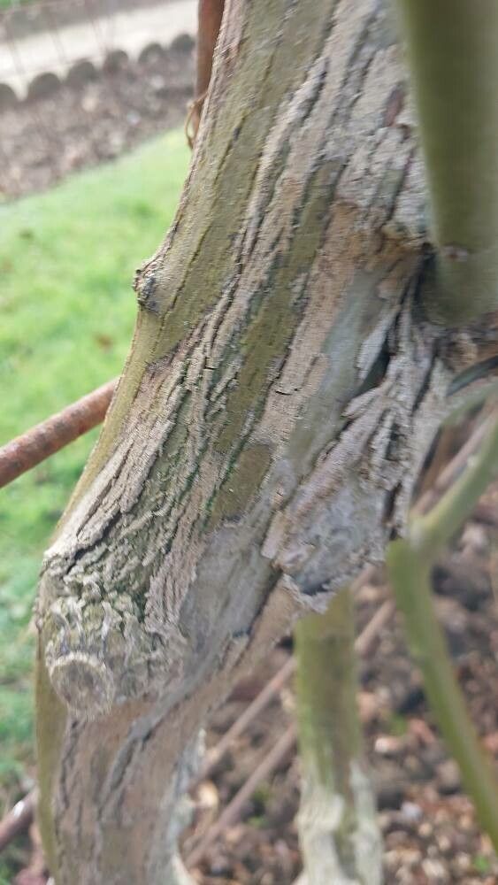 Berchemia floribunda bark