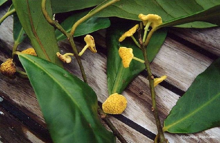 Hedycarya baudouinii habit