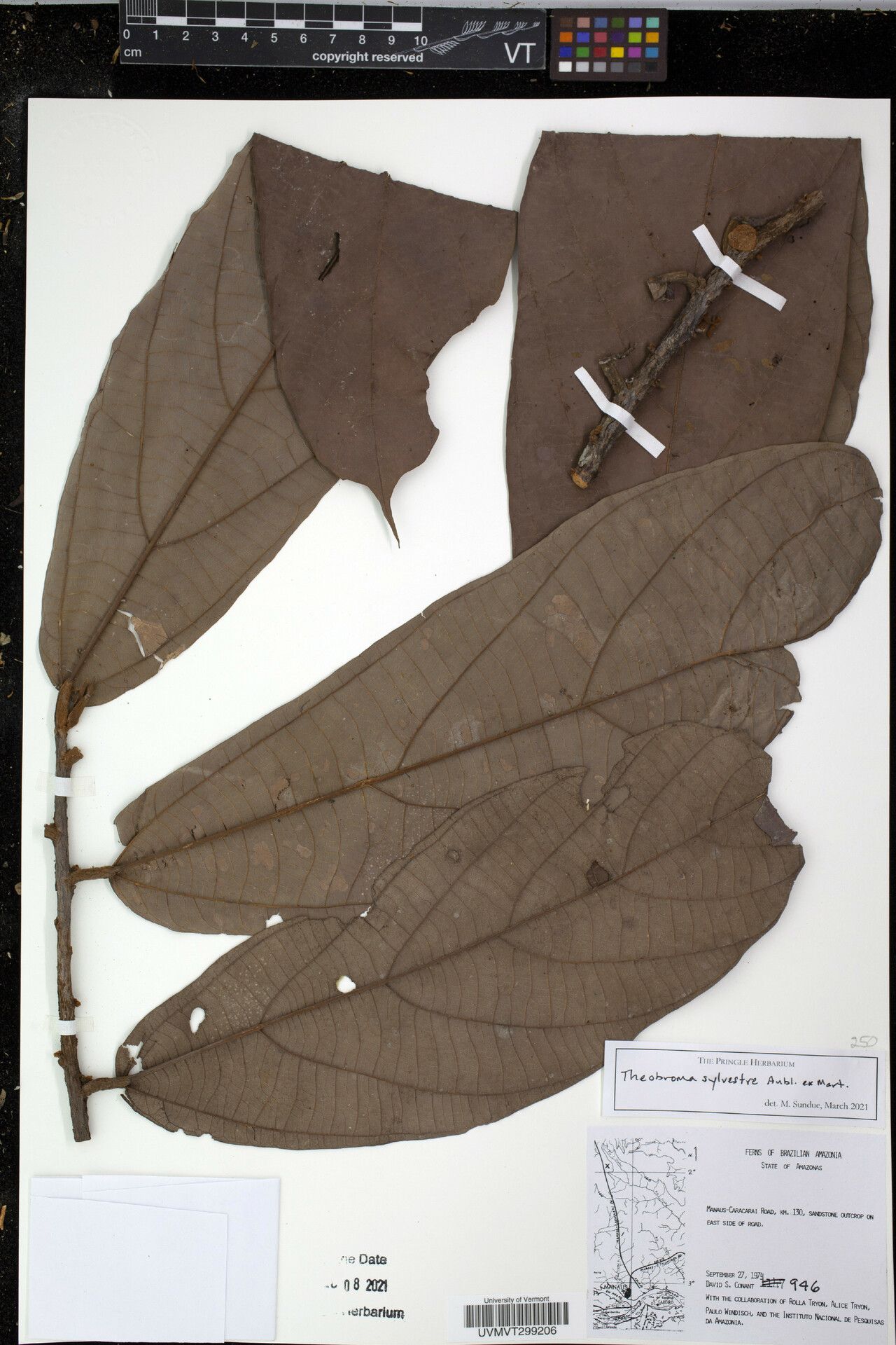 Theobroma sylvestre — search result for 'Theobroma'