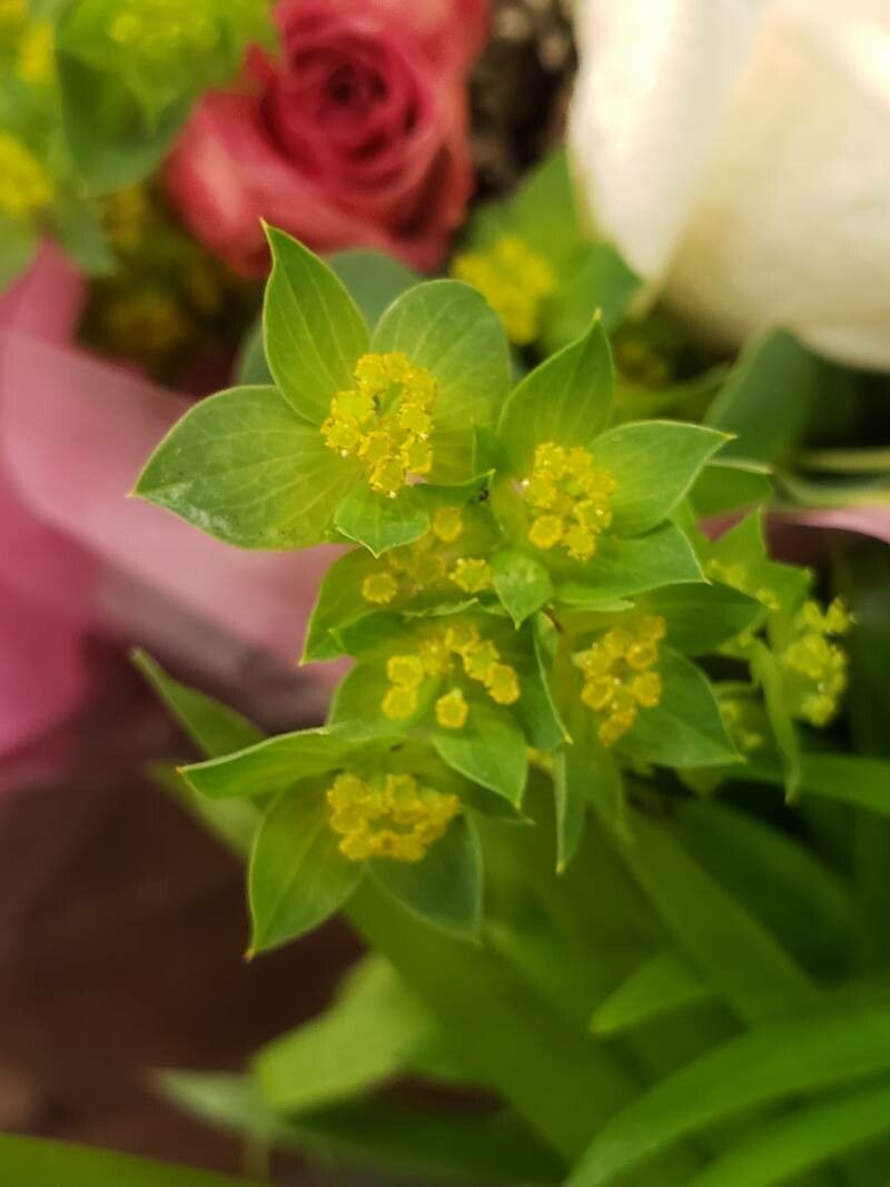 Bupleurum rotundifolium flower