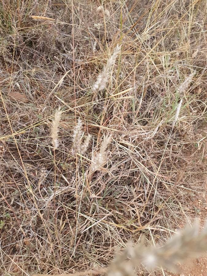 Enneapogon desvauxii flower