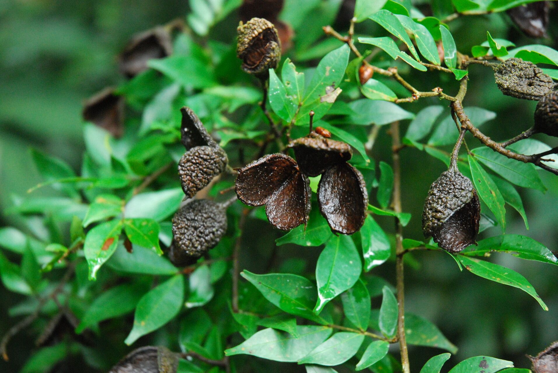 Cynometra mannii fruit