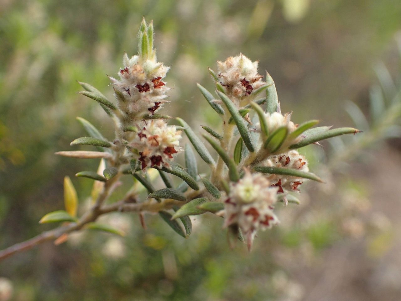 Phylica nitida flower