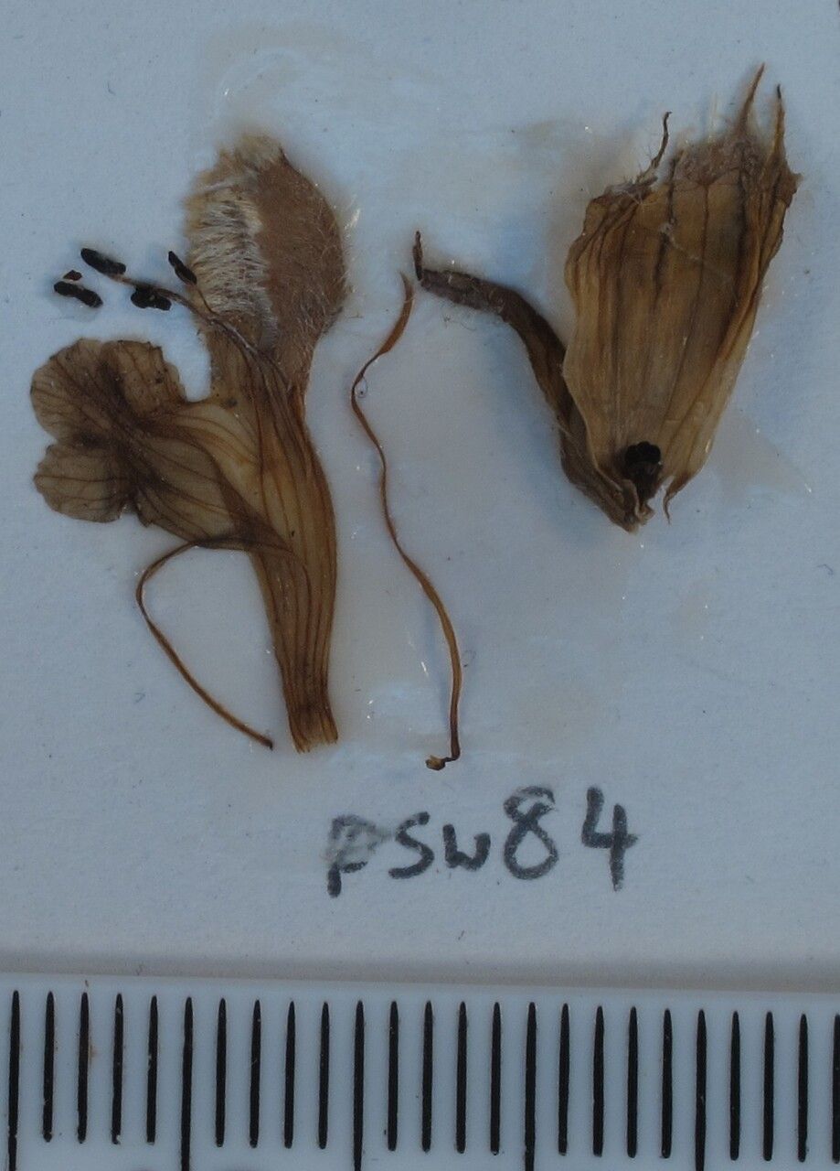 Phlomoides bracteosa other