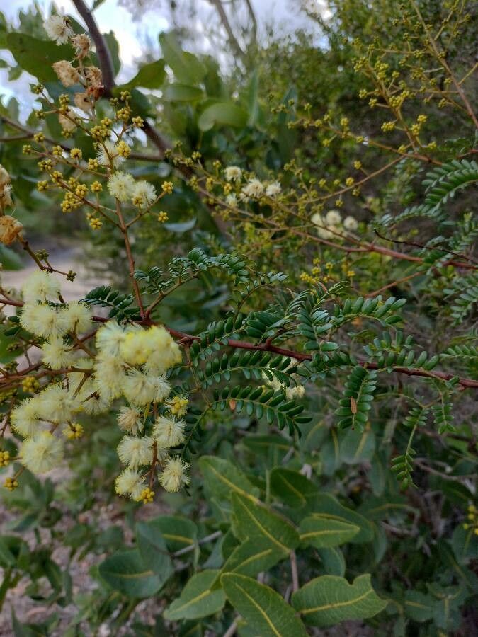 Acacia terminalis habit