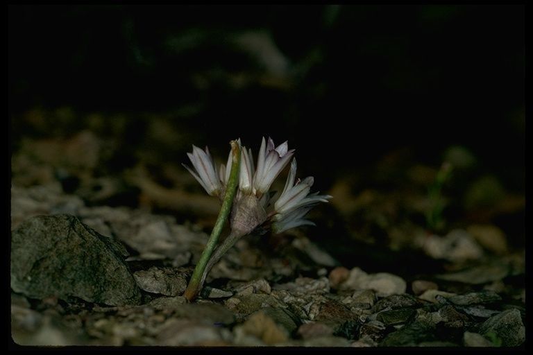 Allium atrorubens flower
