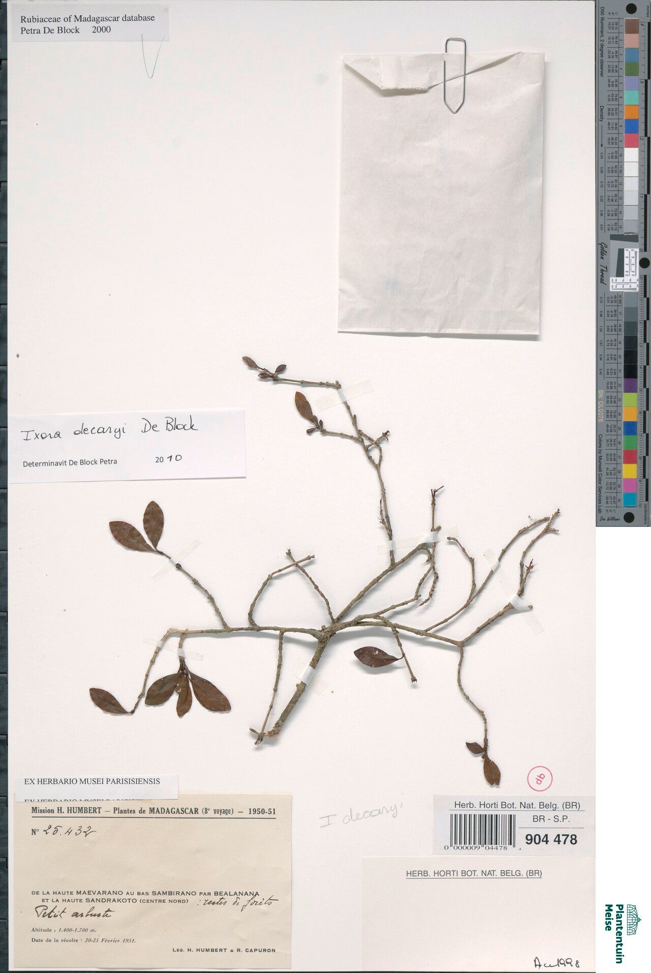 Ixora decaryi — search result for 'Ixora'