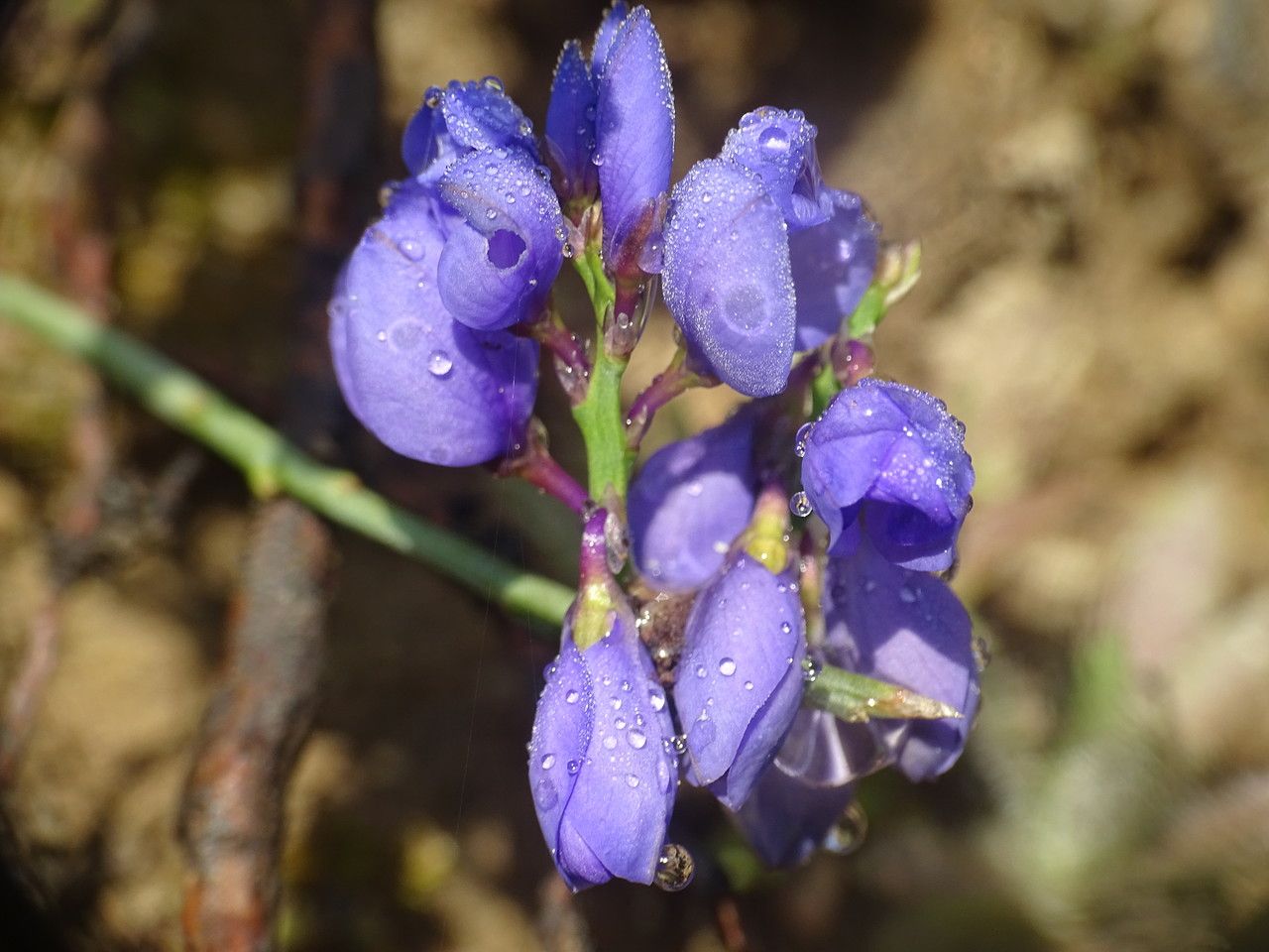 Polygala microphylla flower
