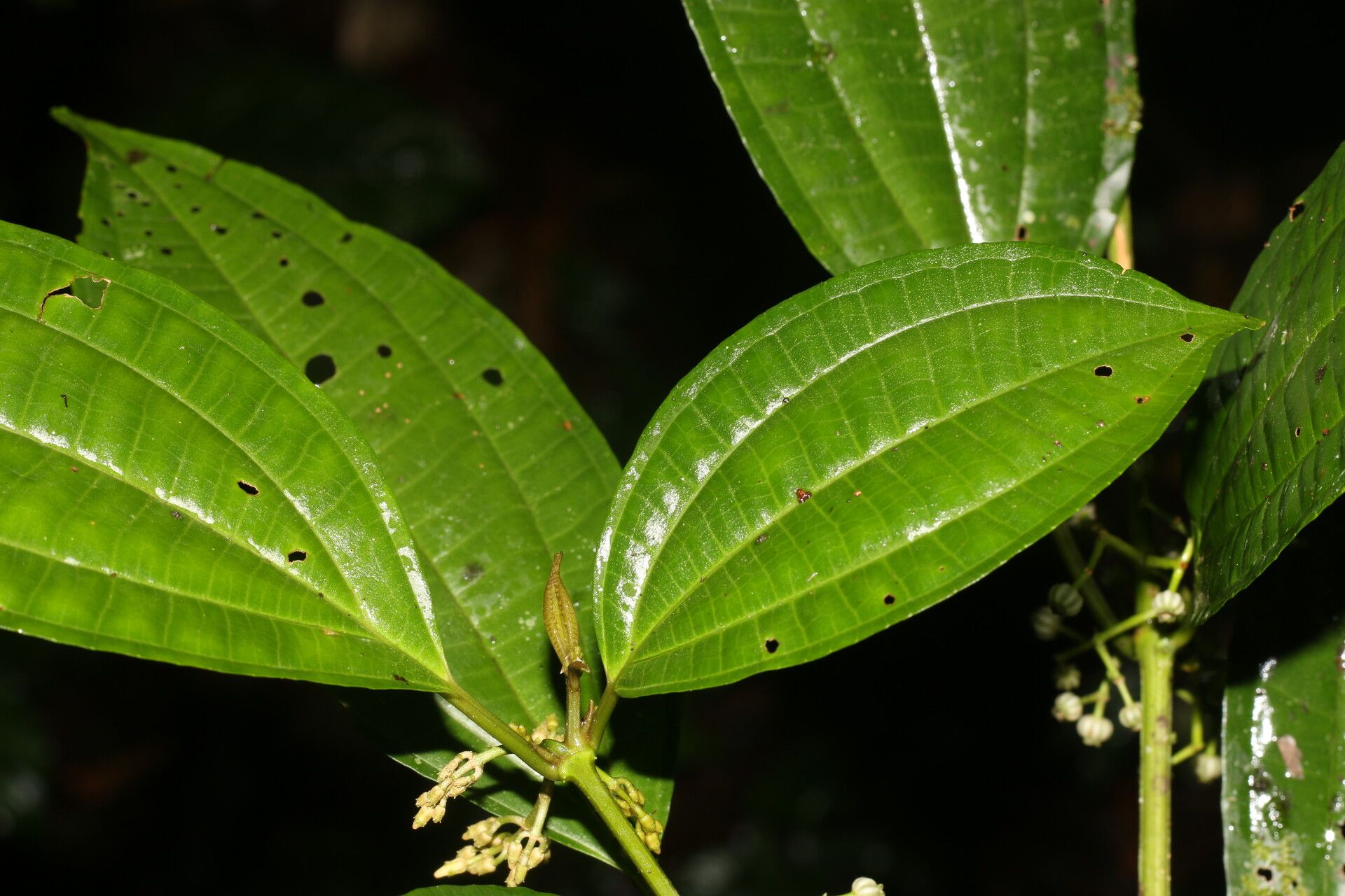 Miconia rubescens leaf