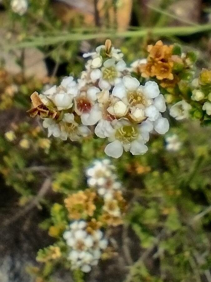 Baeckea diosmifolia flower