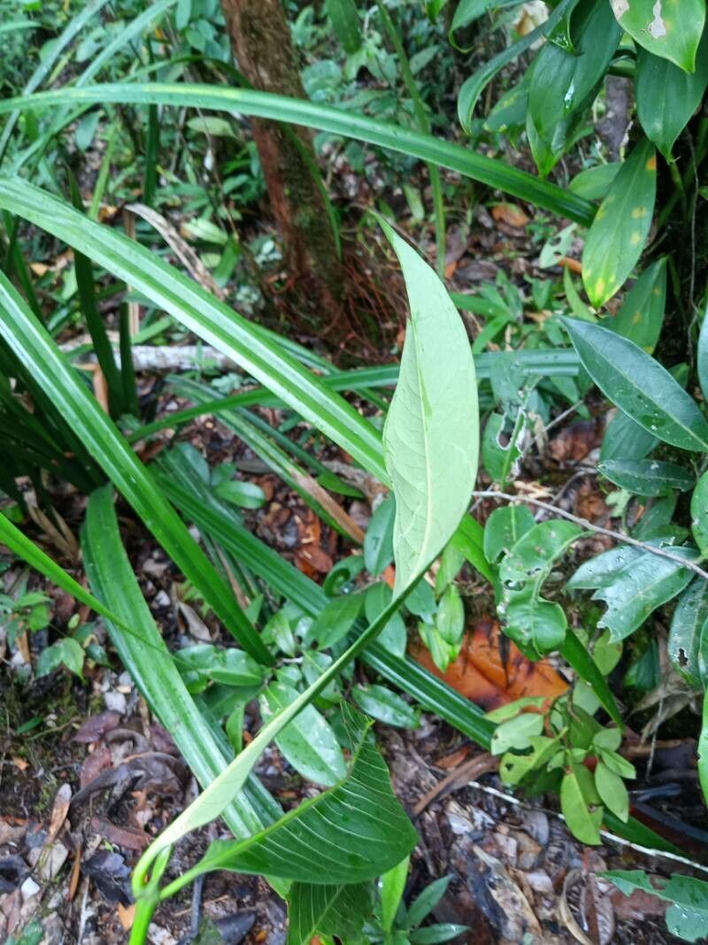 Ixora sparsifolia — search result for 'Ixora'