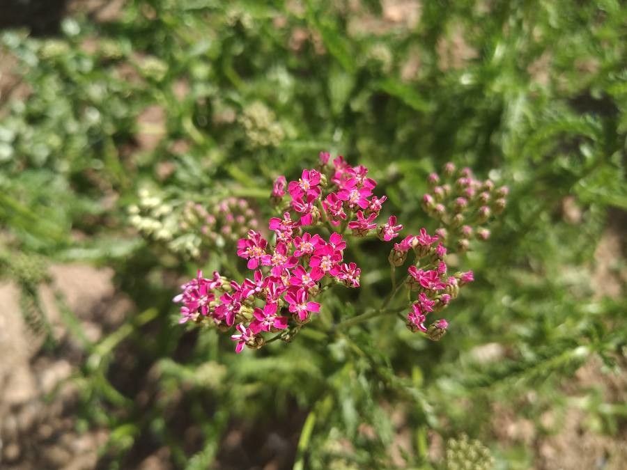 Achillea pratensis flower