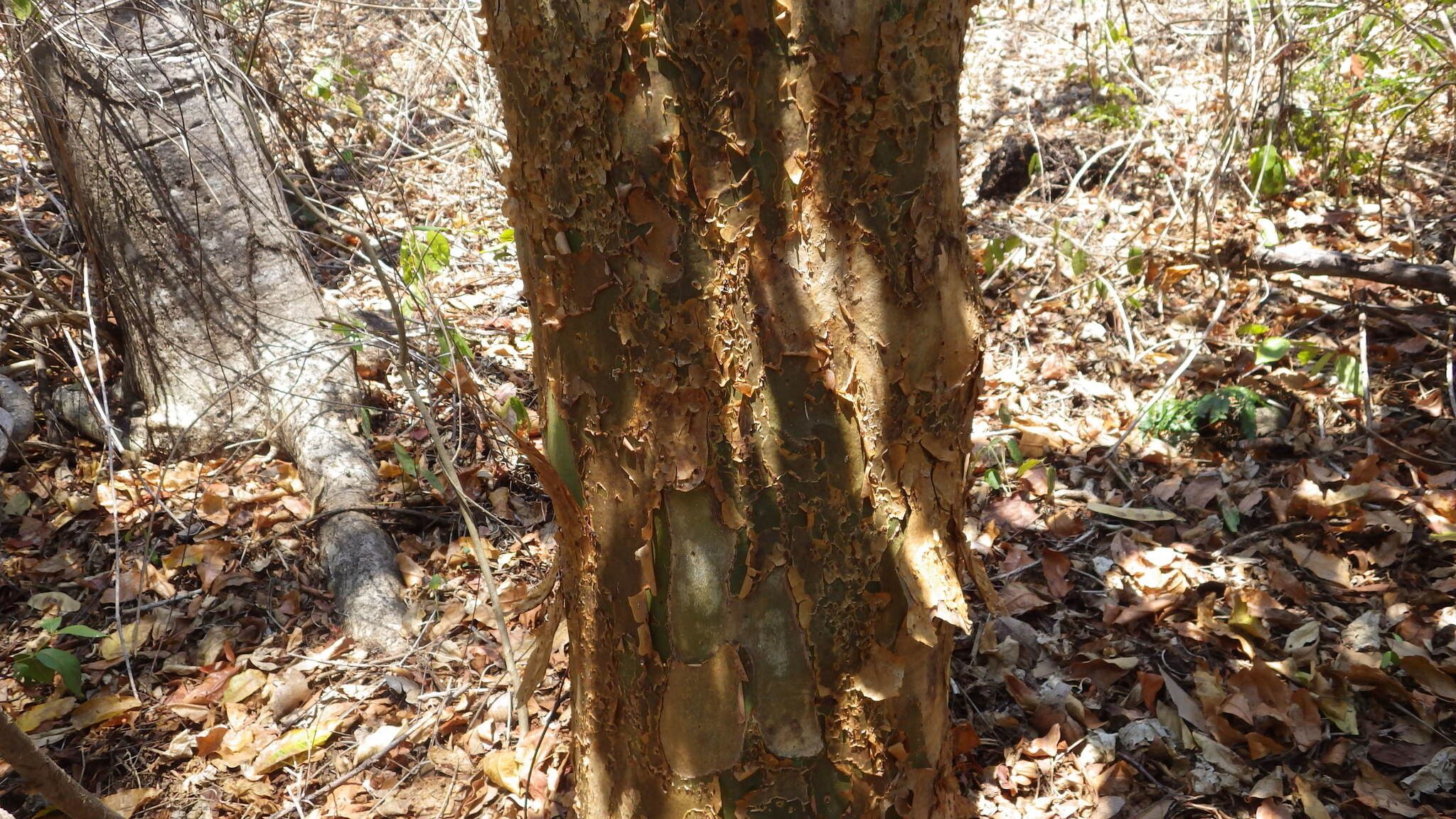 Commiphora arafy — search result for 'Commiphora'