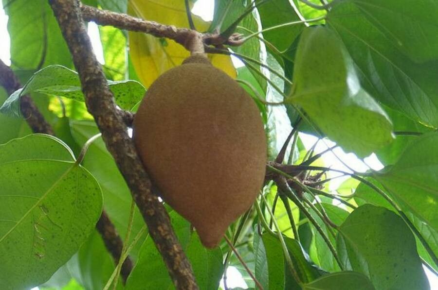 Pangium edule fruit