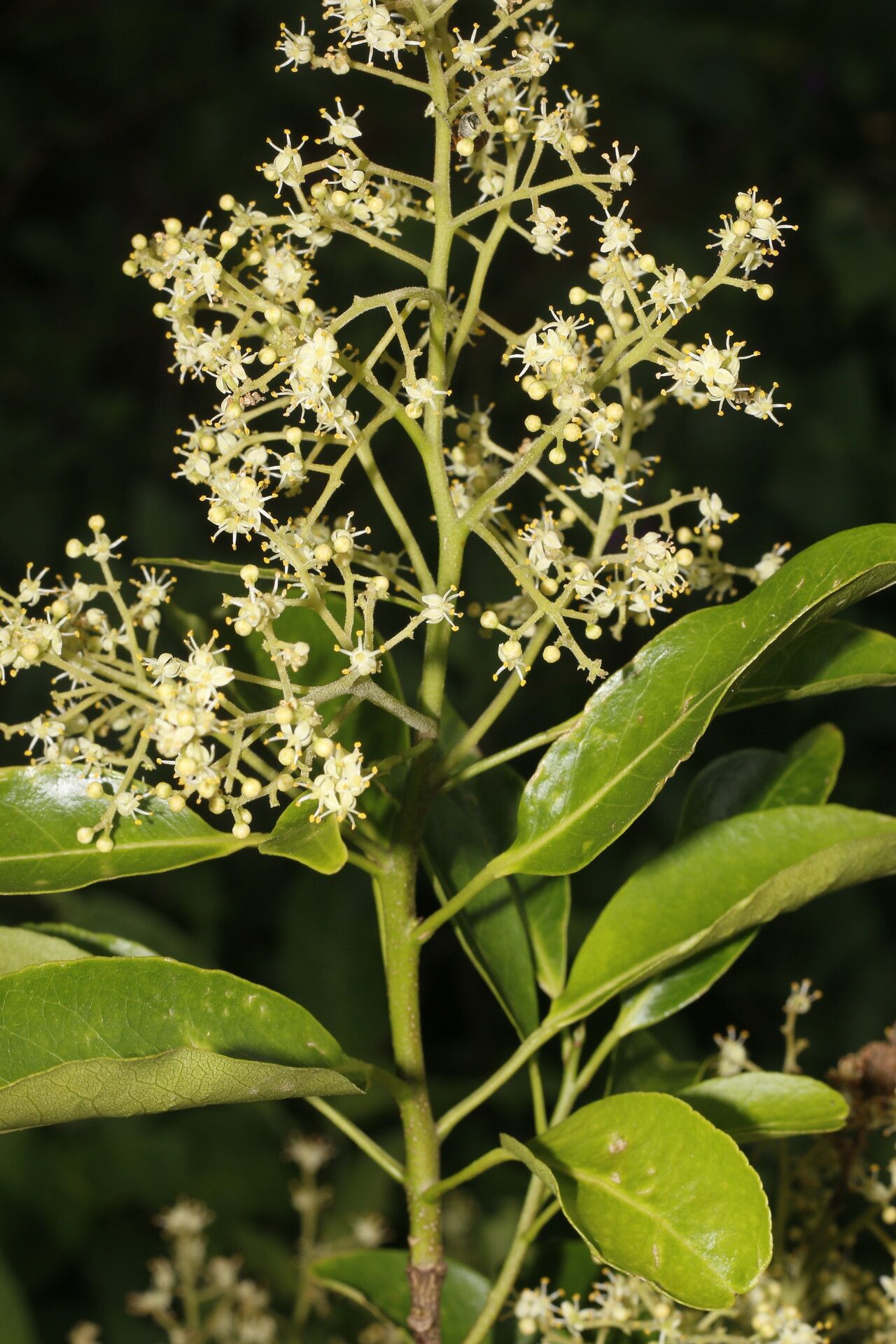 Zanthoxylum schreberi flower