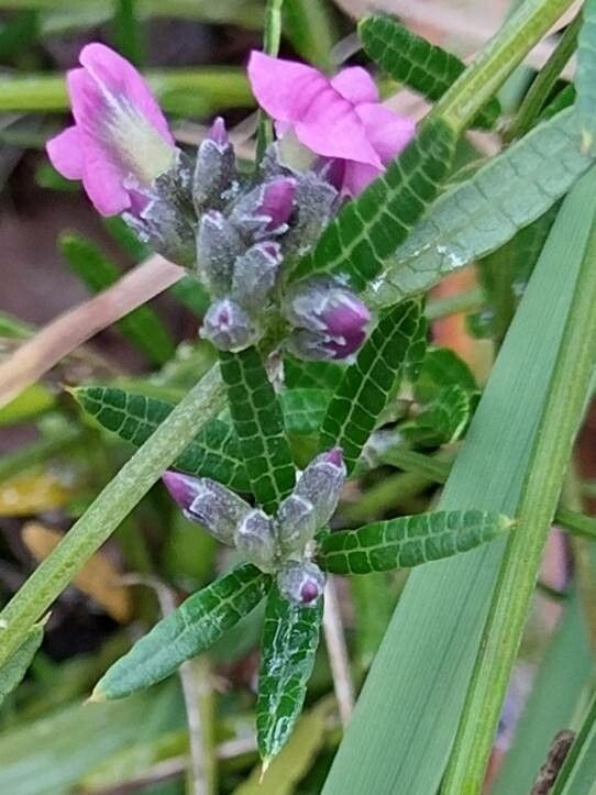Mirbelia rubiifolia — related species from the same genus