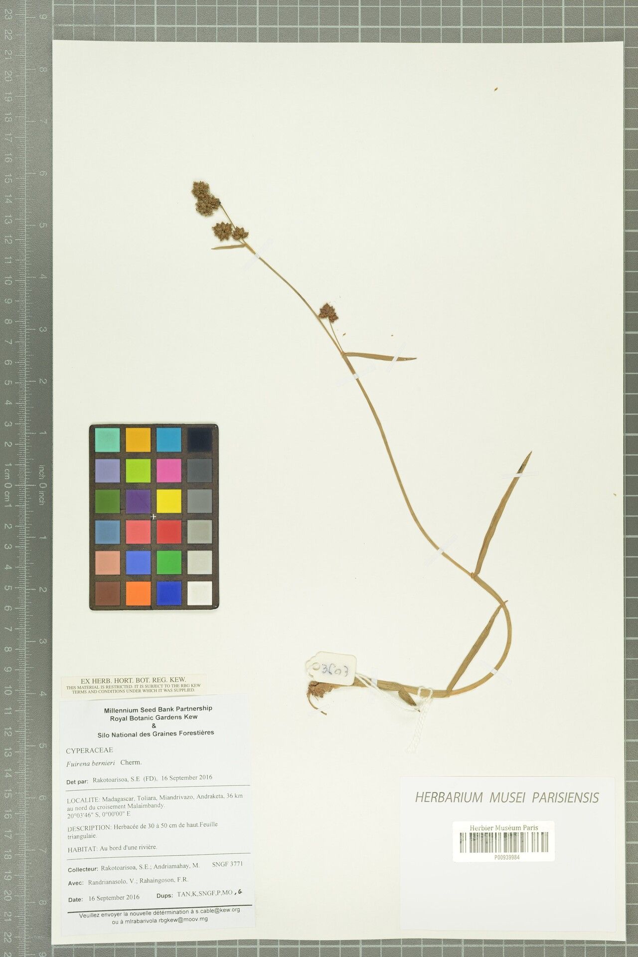 Fuirena bernieri — related species from the same genus