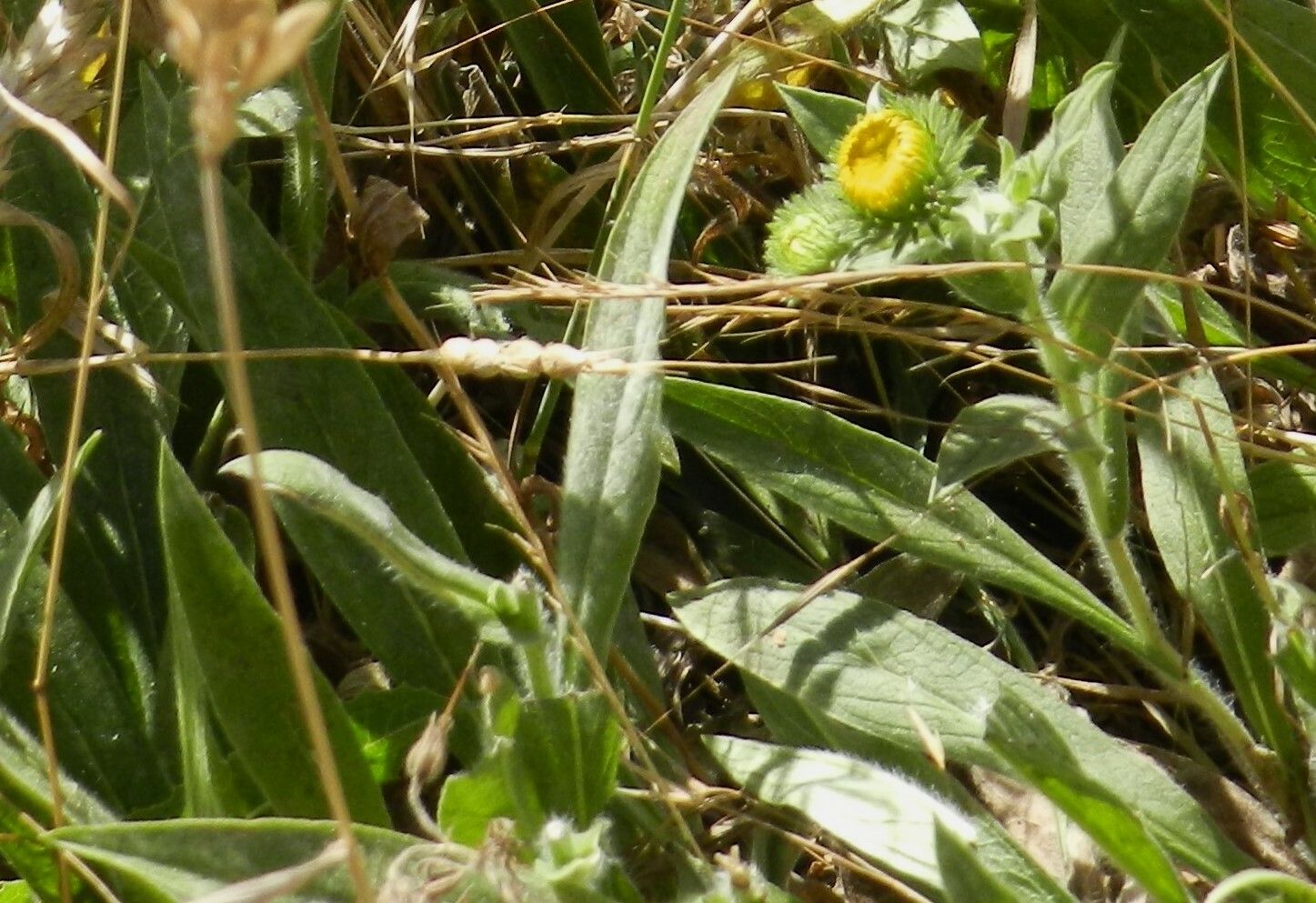 Inula helenioides — search result for 'Inula'