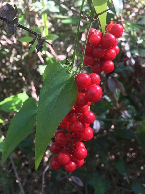 Smilax aspera fruit