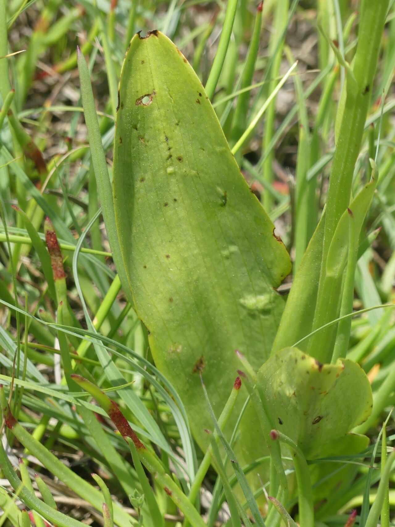 Platanthera algeriensis — related species from the same genus