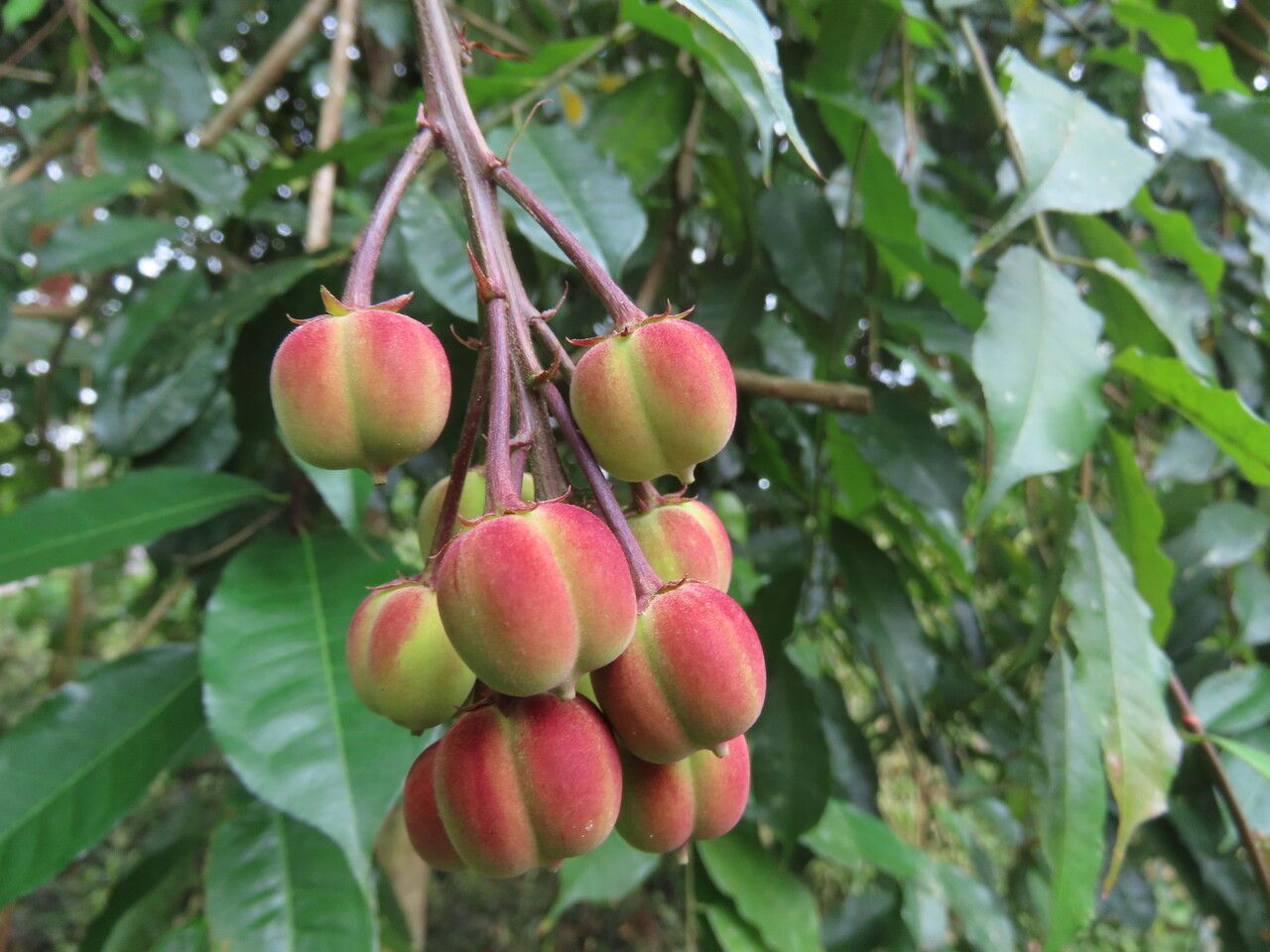 Mabea occidentalis fruit