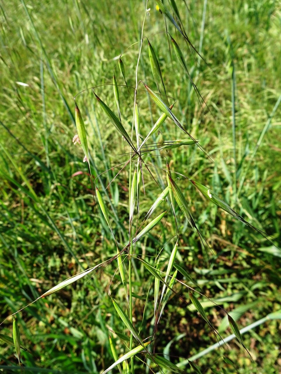 Avena barbata flower
