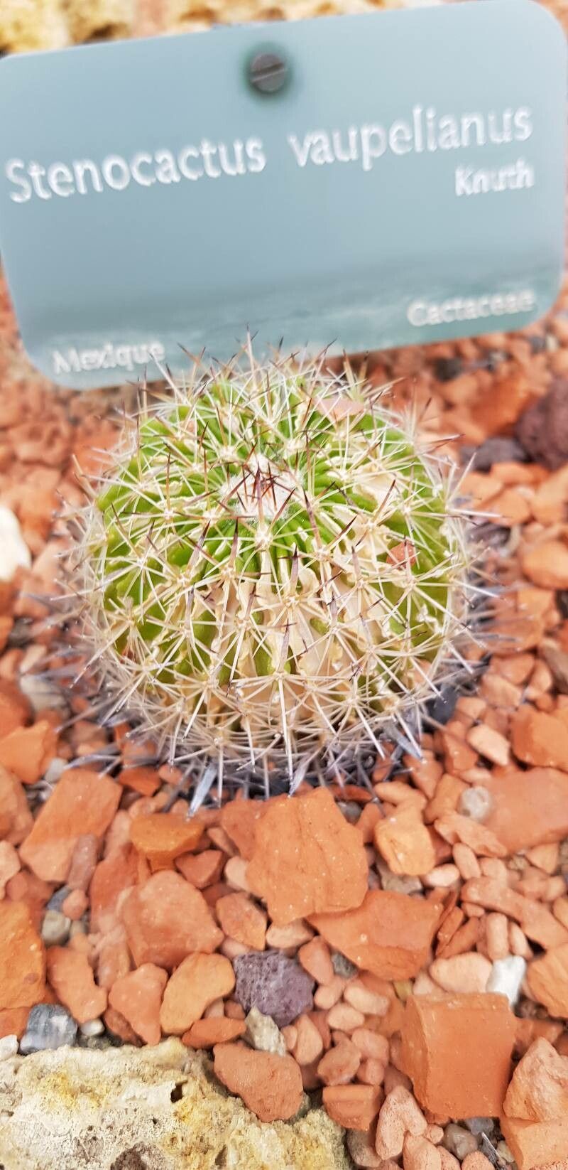 Stenocactus vaupelianus habit