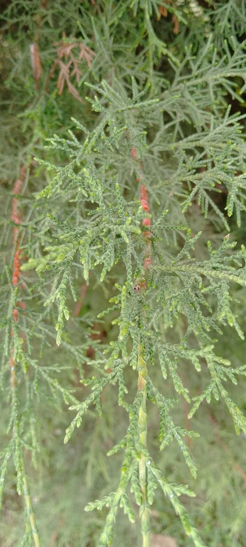 Hesperocyparis lusitanica leaf