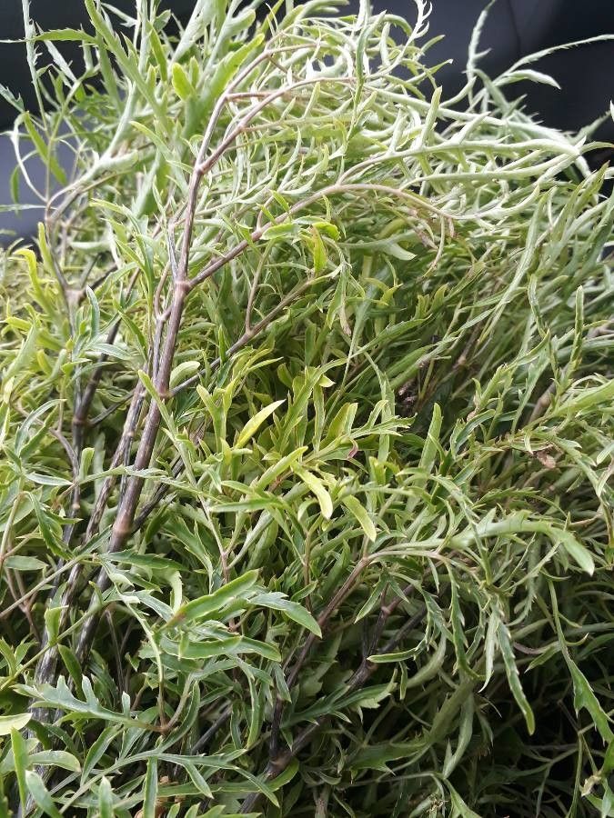 Maerua rosmarinoides — search result for 'Maerua'