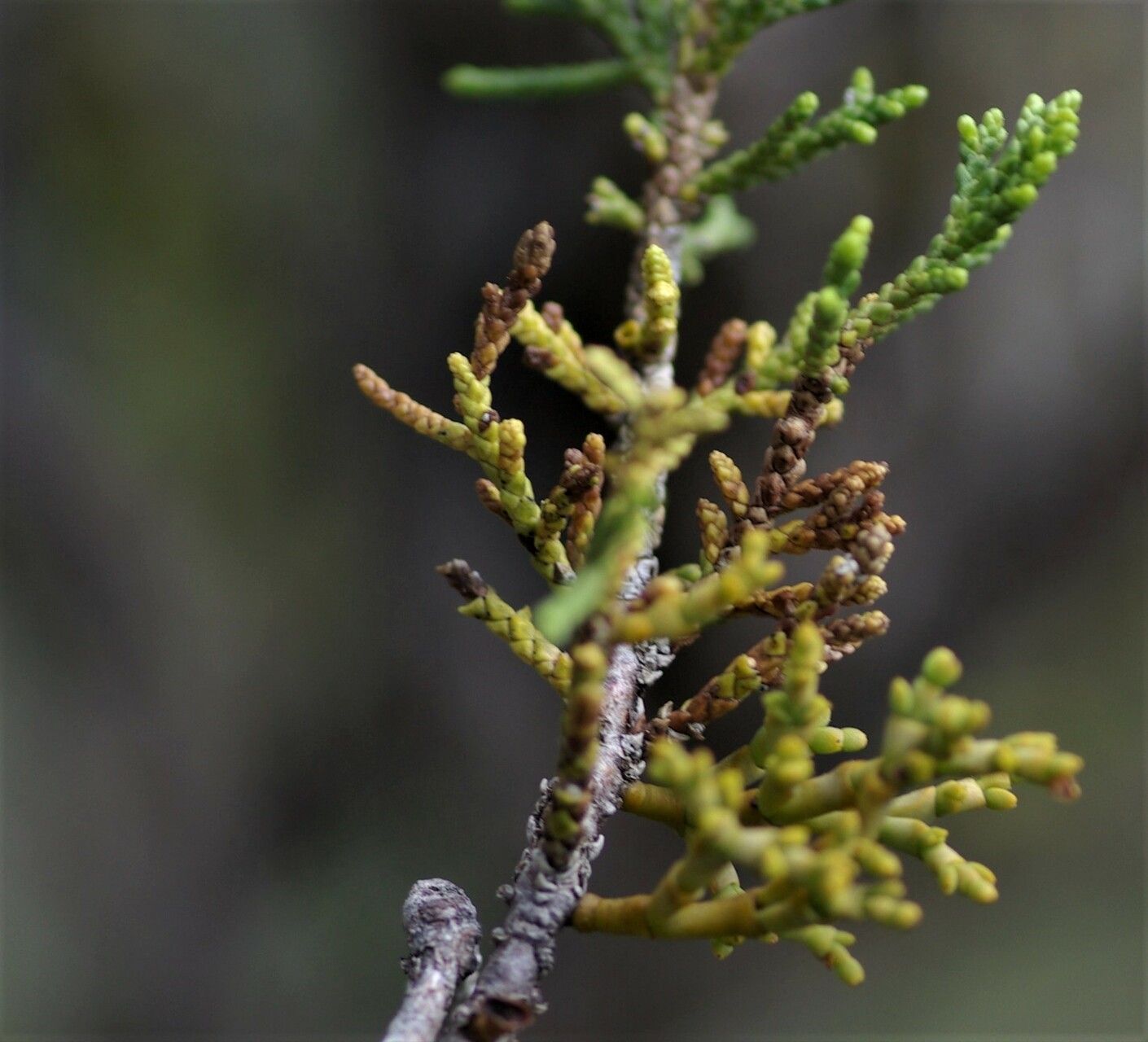 Arceuthobium oxycedri — search result for 'Juniperus'