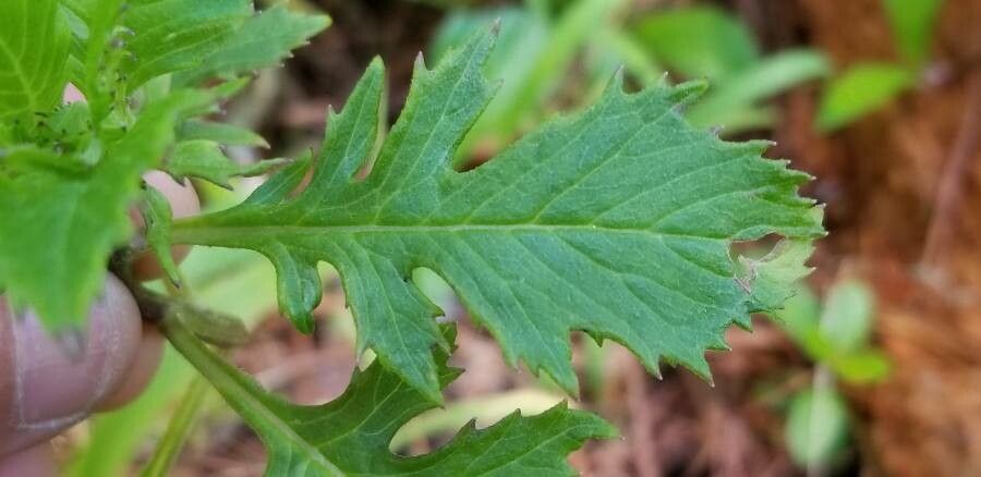 Erechtites valerianifolius