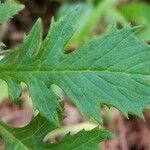 Erechtites valerianifolius